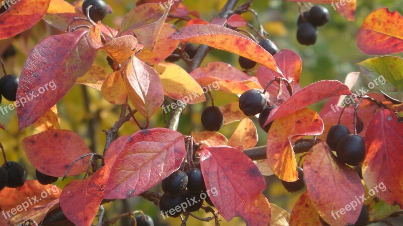 Cotoneaster Garden Gardening Shrub Autumn