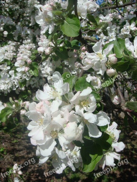 Apple Bloom Apple Blossoms Spring Apple Flower