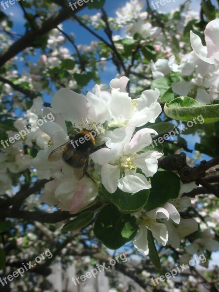 Bumblebee Garden Gardening Spring Beauty