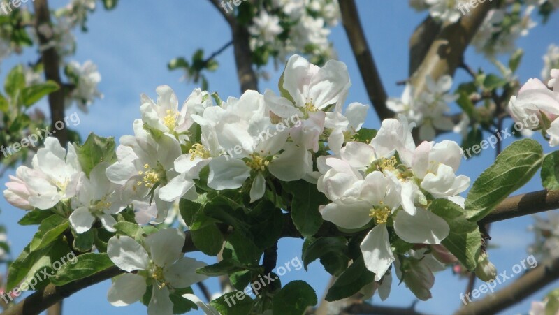 Apple Bloom Apple Blossoms Spring Apple Flower