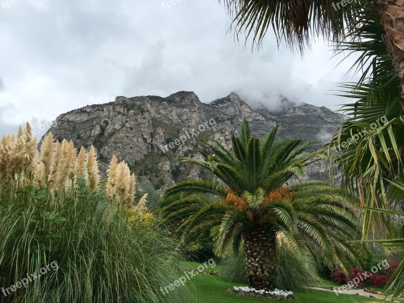 Palm Trees Plant Green Palm Fronds Mediterranean