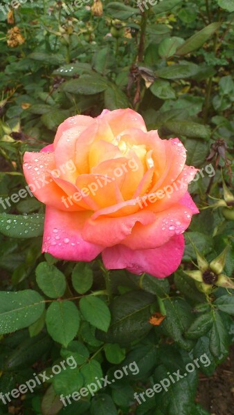 Rosa Flower Garden Flowers Nature