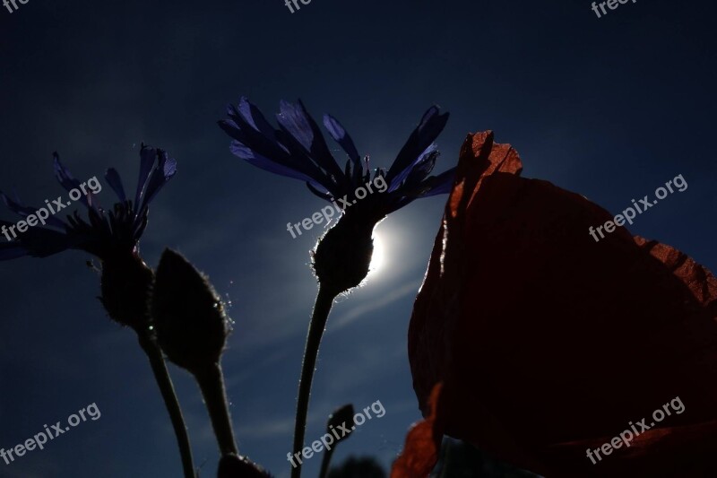 Poppy Cornflower Glimmer Clearance The Light