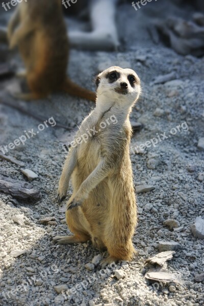 Meerkat Observer The Zoo Curious Free Photos