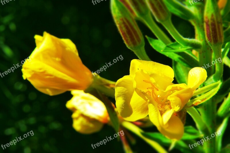 Lilies Unknown Who Knows Her Flower Meadow Yellow