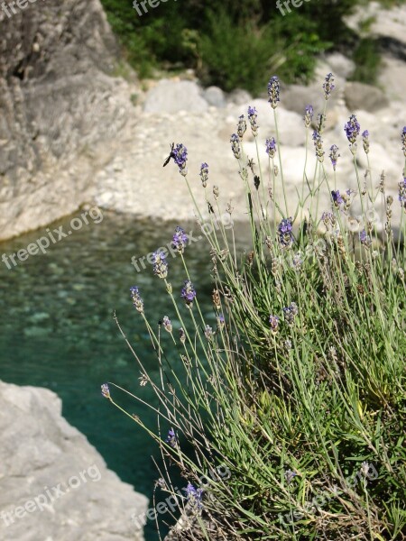 Lavender Pond Pool Nature Water