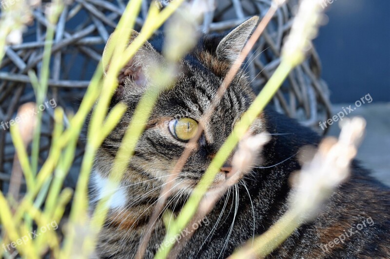 Cat Animal Cat's Eyes Mieze Mackerel