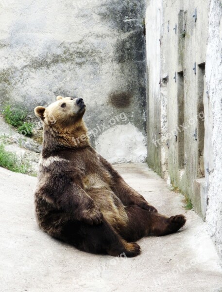 Brown Bear Seated The Zoo Prison Look Up