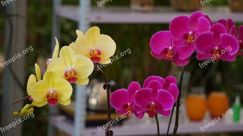 Phalaenopsis Color Yellow Purple Free Photos