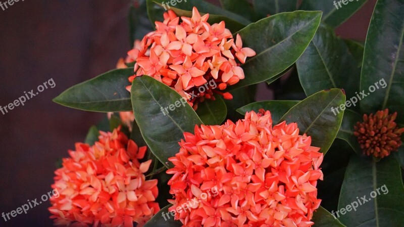 Hydrangea Red Flowers Intensive Free Photos