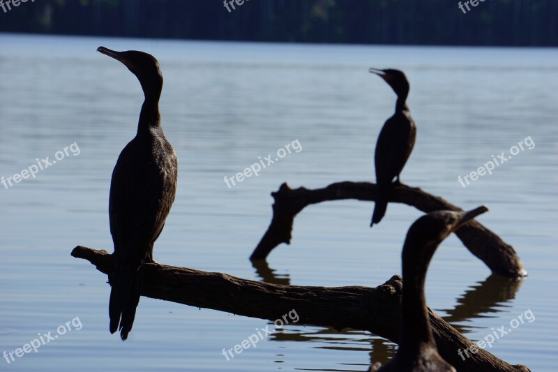 Lake Sandoval Peru Amazon Free Photos