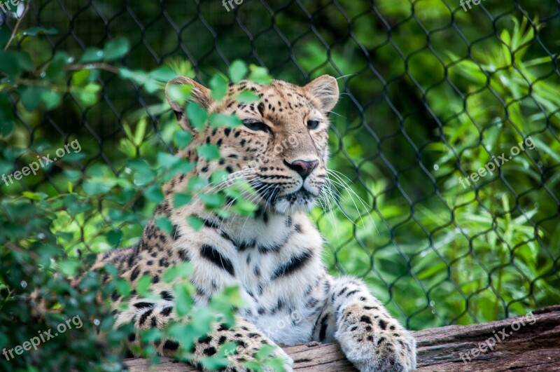 Big Cats Zoo Animal Cat Big