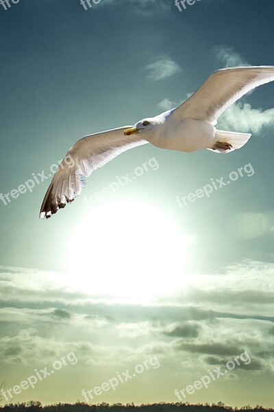 Sun Seagull Heaven Air Clear Blue Sky