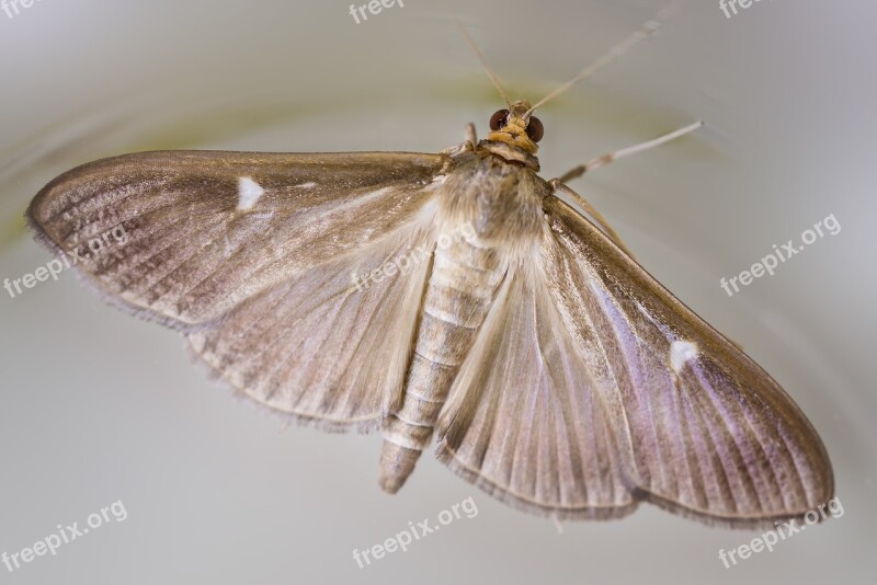 Cydalima Perspectalis Butterfly Brown Variety Task Half-moon