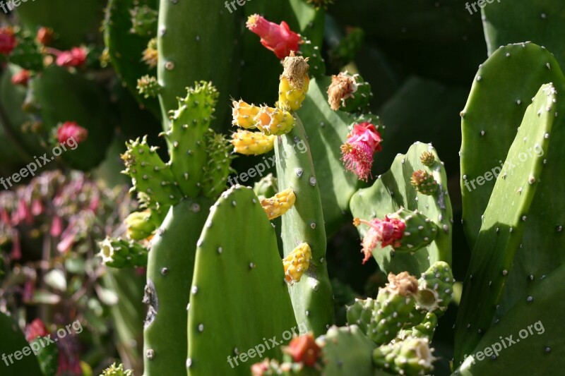 Cactus Nature Succulent Plant Green