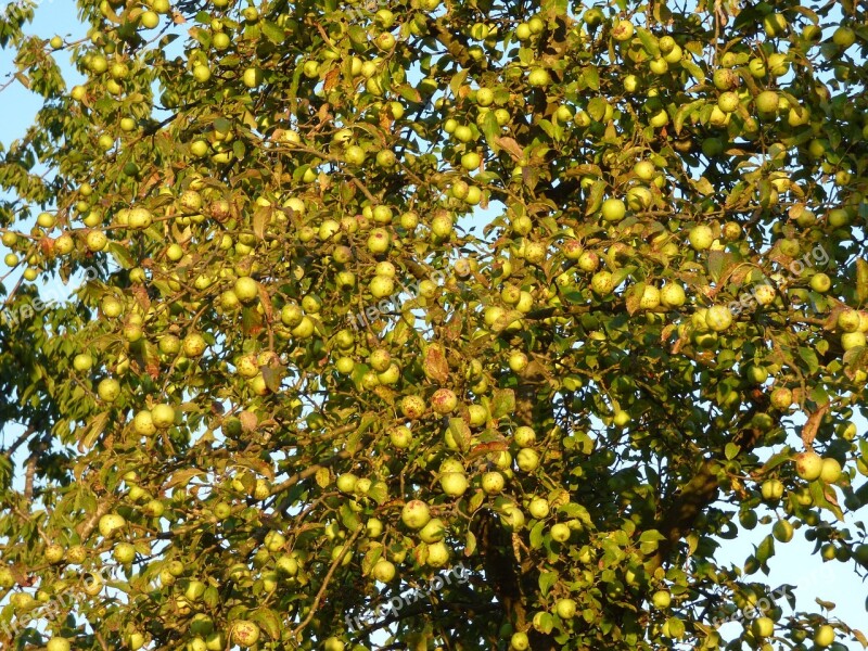 Apple Apple Tree Branches Fruit Autumn