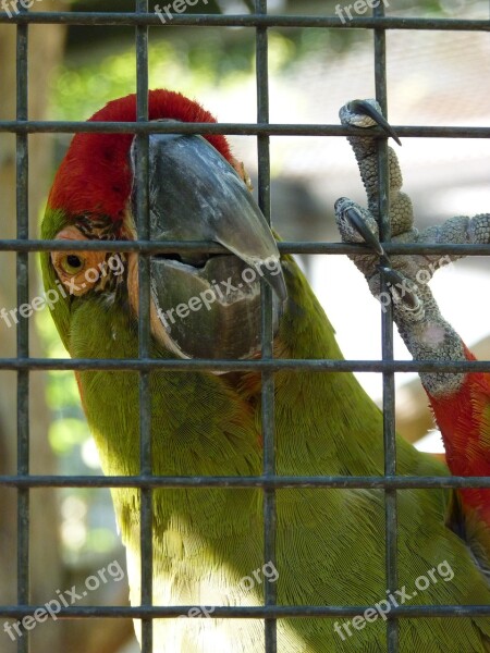 Rotkopfara Parrot Cage Bird Colorful