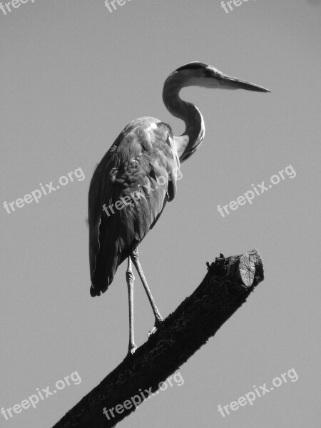 Heron Silouhette Bill Grey Heron Bird