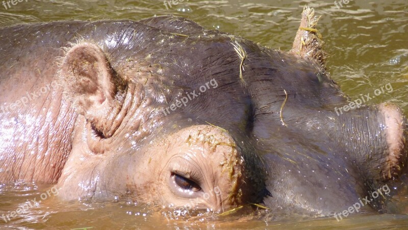 Hippo Eyes Skin Mammal Hippopotamus