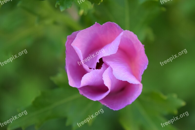 Hibiscus Blossom Bloom Flower Pink