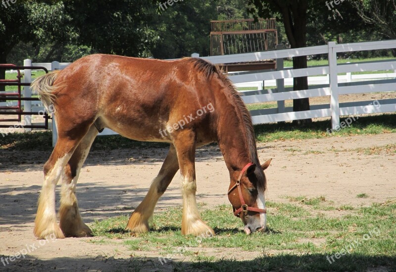 Clydesdale Horse Yearling Young Grazing