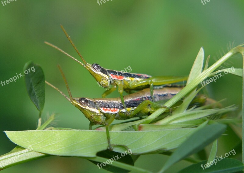 Grasshoppers Insects Couple Two Mating