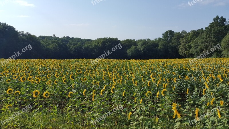 Sunflower Field Sunny Yellow Nature