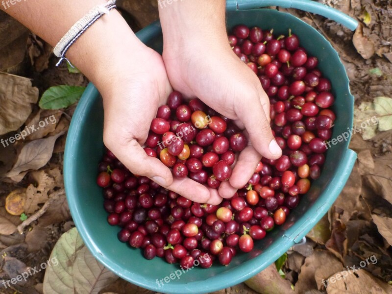 Coffee Beans Fresh Coffee Caffeine Red