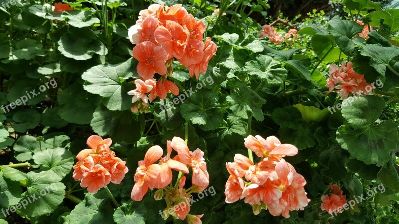 Flowers Garden By The Bay Orange Flowers Free Photos