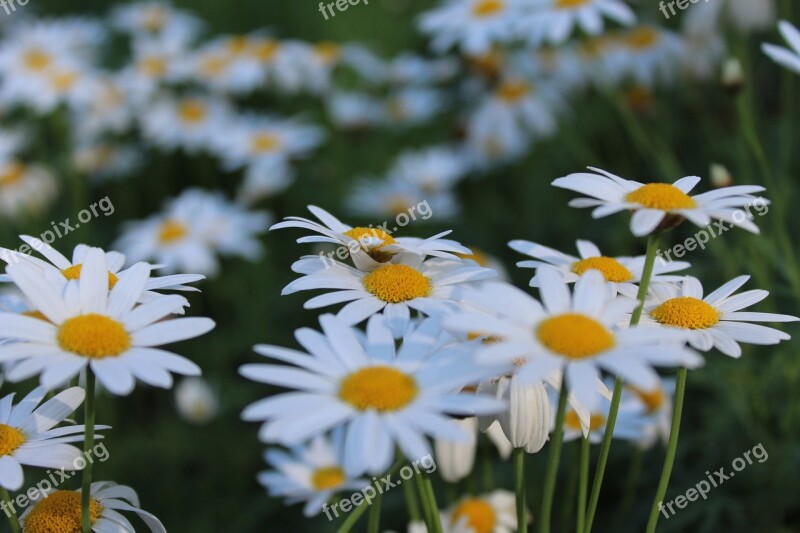 Flowers Doi Inthanon Nature Free Photos