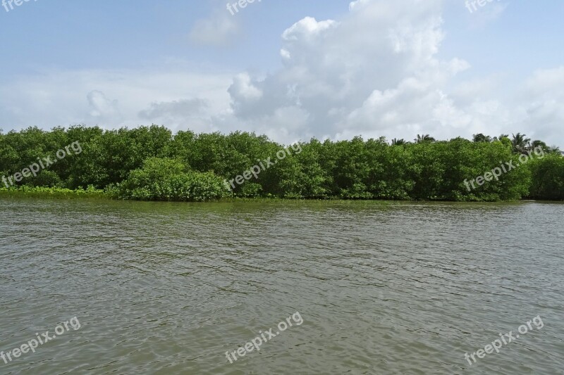 Forest Mangroves Estuary Kali River