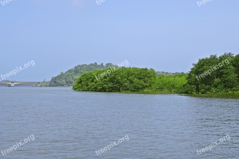 Forest Mangroves Estuary Kali River