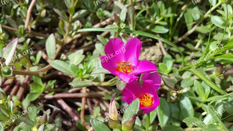 Flowers Wild Flower Purple Flower Pollen Wild Herbs