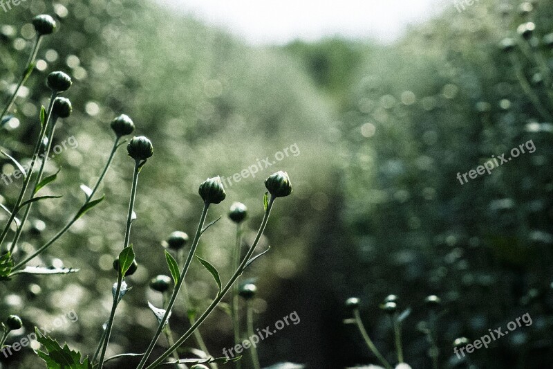 Green Flower Garden Nature Grow