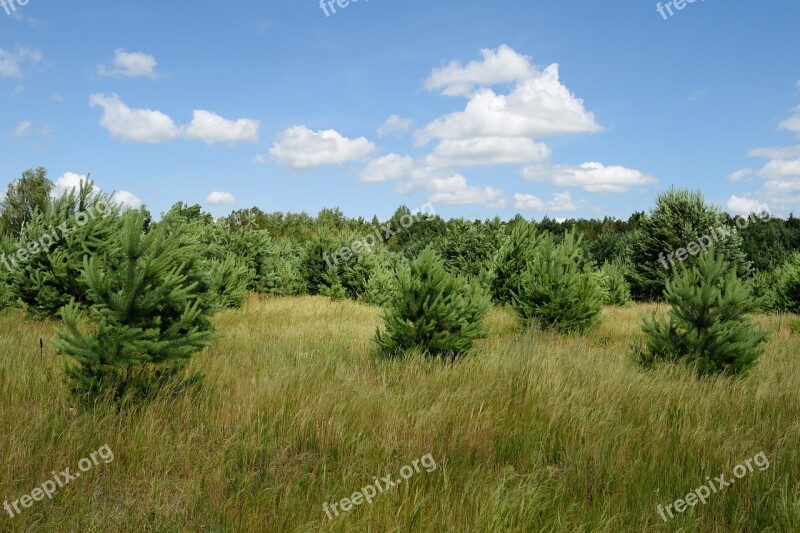 Pine Forest Trees Nature Coniferous Tree