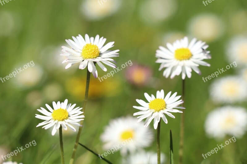 Geese Flower Nature Flowers Daisy Close Up