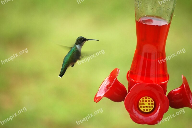 Hummingbird Bird Small Feeder Nature