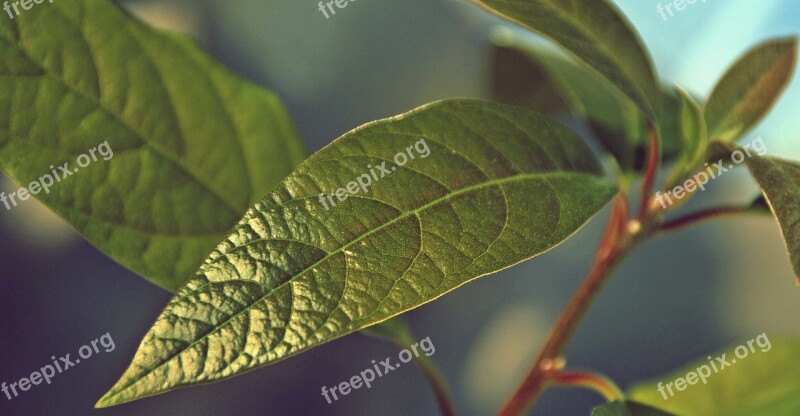 Avocado Plant Nature Green Close Up