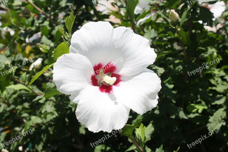 Rose Of Sharon Korea Back Single-core Republic Of Korea Chrysanthemum