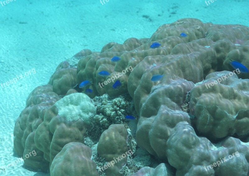 Marine Harbour Underwater World Coral Reef