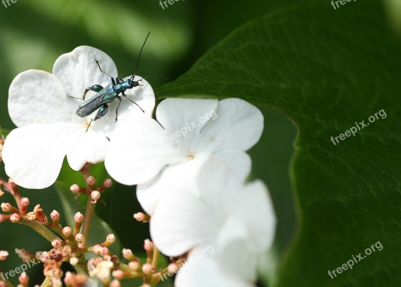 Flower Fields Insect Nature Summer