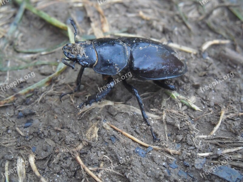 Scarab Insect Black Nature Forest