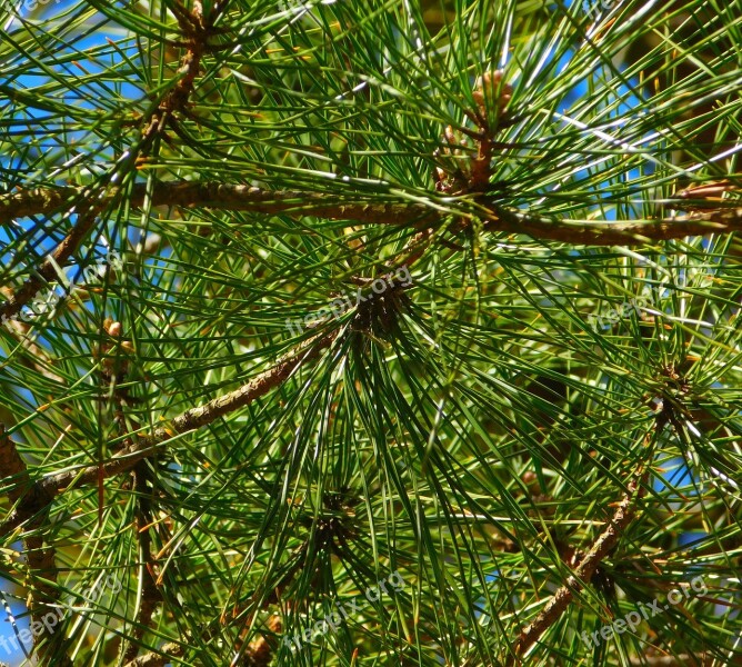 Gymnosperm Plant Needles Branches Branch Conifers