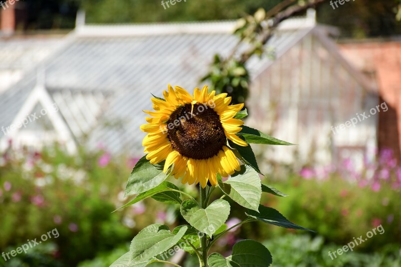 Greenhouse Walled Garden Sunflower Flowers Summertime