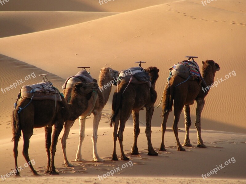 Camel Desert Morocco Sand Nature