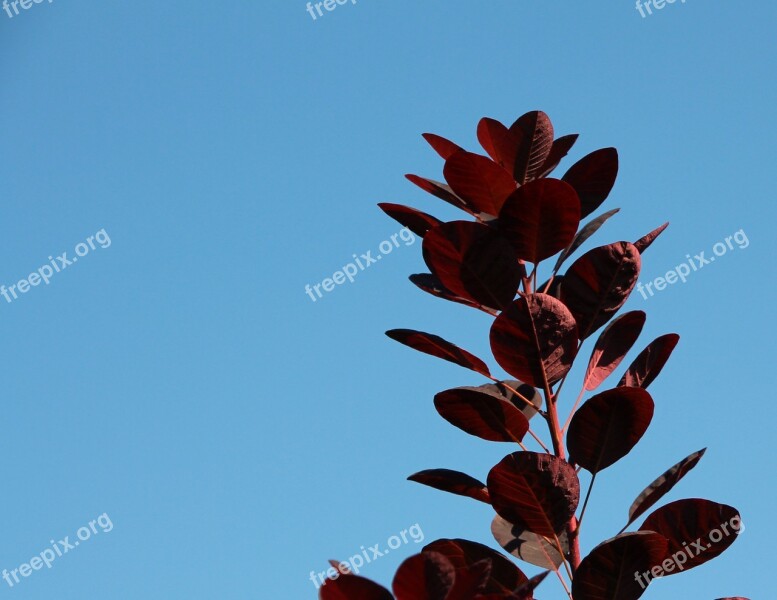 Plant Leaves Colorful Leaves Red Sky