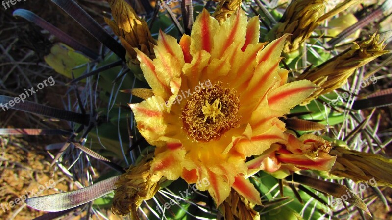 Cactus Plant Nature Flower Sharp