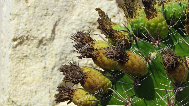 Cactus Plant Nature Flowers Sharp