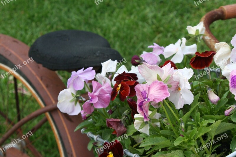 Bicycle Basket Flowers Pansies Lawn