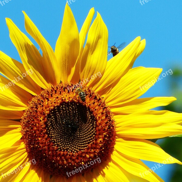 Sunflower Bee In Flight Bees Flower Meadow